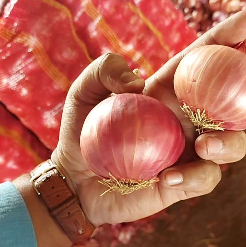 Fresh Onions From India from India